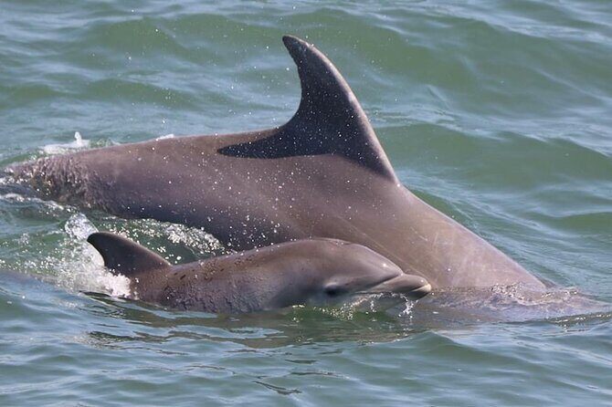 Dolphin and Bird Watching Ecotour Cruise - FAQ