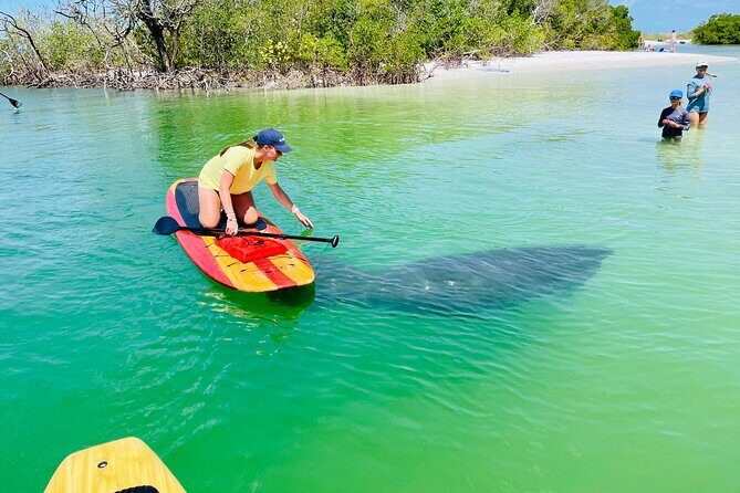 Dolphin and Manatee Adventure Tour of Fort Myers - Discover Wildlife and Coastal Views on a Paddleboard Tour in Fort Myers