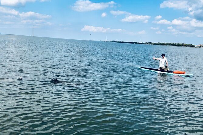 Dolphin and Manatee Adventure Tour of Merritt Island - The Experience: What You Can Expect