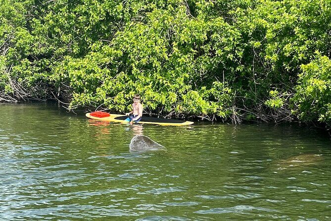Dolphin and Manatee Adventure Tour of Merritt Island - Final Thoughts: Who Should Book This?