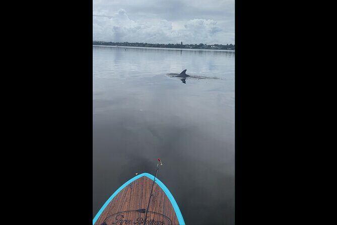 Dolphin and Manatee Adventure Tour of Naples with Florida History - Key Points