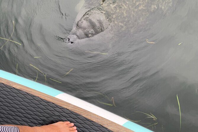 Dolphin and Manatee Adventure Tour of Naples with Florida History - A Deep Dive into the Naples Wildlife Paddle Tour