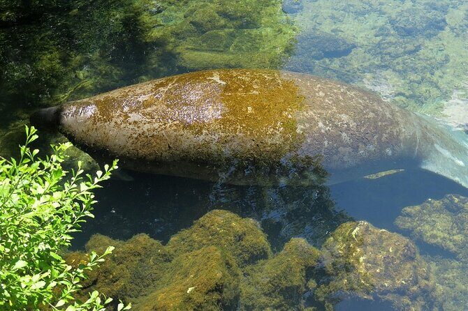 Dolphin and Manatee Boat Tour from Cocoa Beach and Port Canaveral - Who Is This Tour Best For?