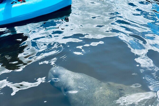 Dolphin and Manatee Kayak and SUP Adventure Tour of Cocoa Beach - Final Thoughts