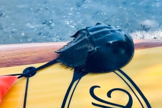 Dolphin and Manatee Kayak and SUP Adventure Tour of Cocoa Beach - FAQ