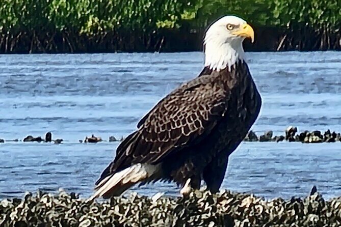 Dolphin and Manatee Kayak Tour of Daytona Beach - Who Should Consider This Tour?