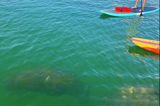 Dolphin and Manatee Tour of Marco Island by Kayak or SUP - What the Tour Entails – A Step-by-Step Breakdown