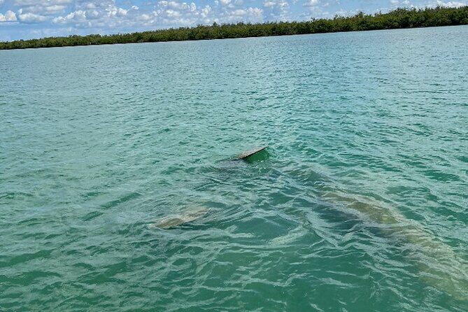 Dolphin and Manatee Tour of Marco Island by Kayak or SUP - Who Would Love This Tour?
