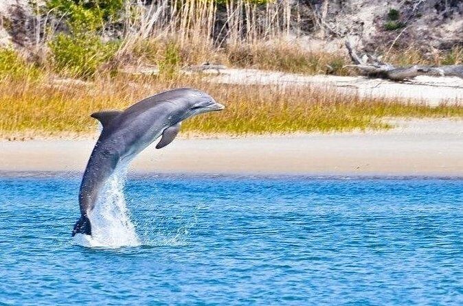 Dolphin and Nature Boat Excursion - Final Thoughts: Is It Worth It?