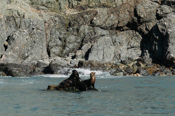 Dolphin and Sea Lion Tour of Catalina Island - Key Points