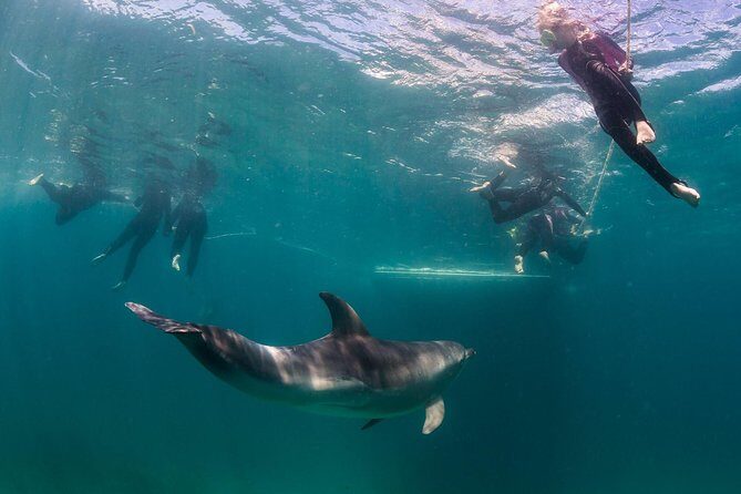 Dolphin and Seal snorkel adventure from Sorrento - A Closer Look at the Experience