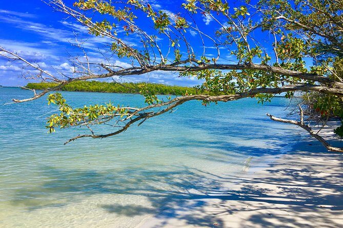 Dolphin and Shelling Cruise for up to 12 people - Who Should Consider This Tour?