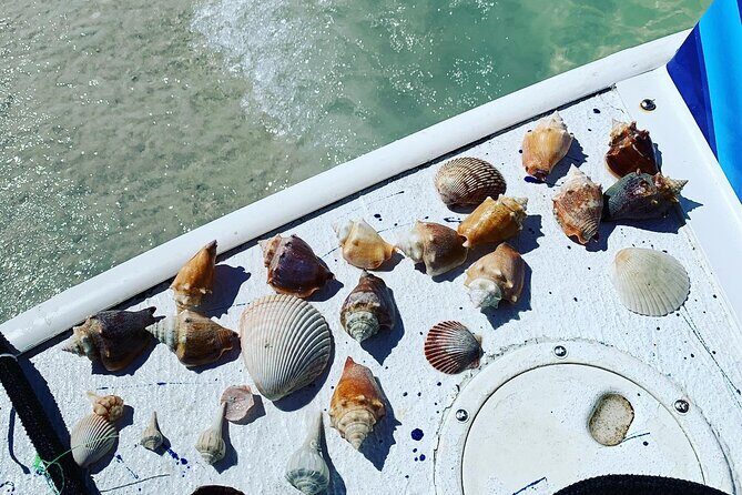 Dolphin and Shelling Cruise Tour at Fort Myers Beach - Frequently Asked Questions