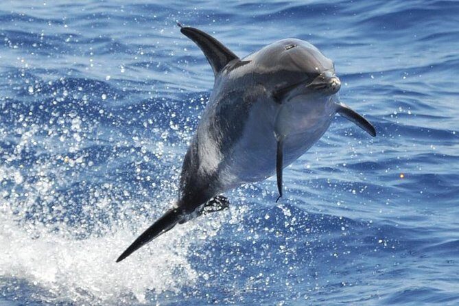 Dolphin and Whale Cruise in Puerto Rico, Gran Canaria - Setting the Scene: What to Expect