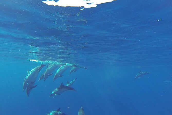 Dolphin and Whale Cruise in Puerto Rico, Gran Canaria - The Itinerary: What Really Happens