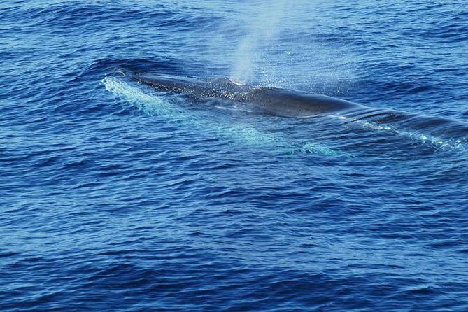 Dolphin and Whale Cruise in Puerto Rico, Gran Canaria - Practical Details: What You Need to Know