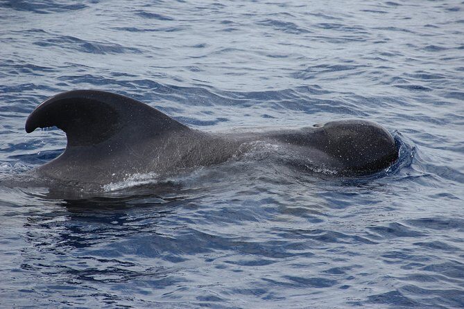 Dolphin and Whale Watching Catamaran Cruise from Funchal - The Sum Up