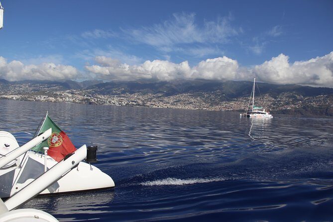 Dolphin and Whale Watching Catamaran Cruise from Funchal - FAQ