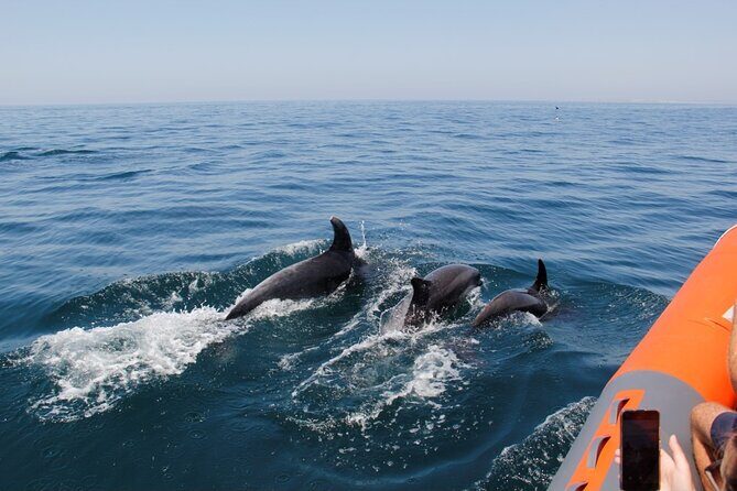 Dolphin and Whale Watching in Lagos - Who Will Love This Tour?