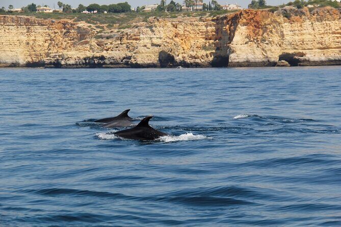 Dolphin and Whale Watching in Lagos - FAQ