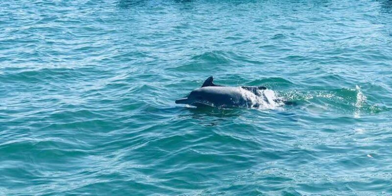 Dolphin and Whale Watching in Negombo - A Detailed Look at the Dolphin and Whale Watching Tour in Negombo