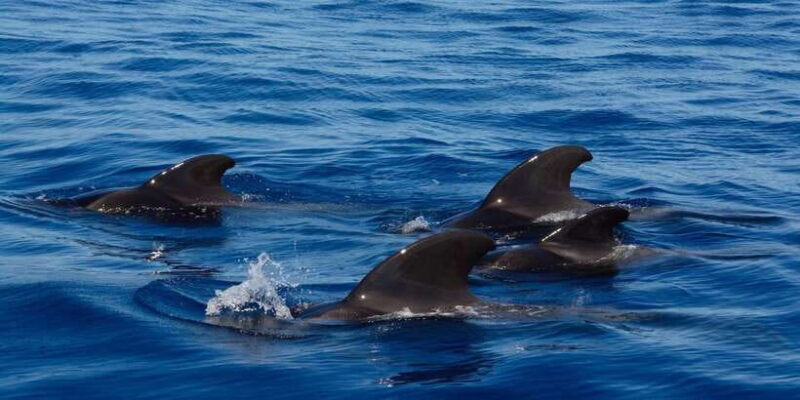 Dolphin and Whale Watching in Negombo - FAQ