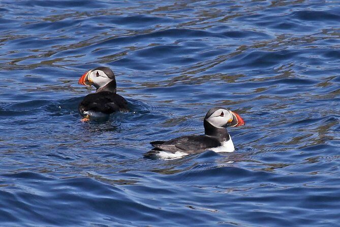 Dolphin and Whale Watching Tour from Dingle - Discover the Marvels of Dingle Bay on a Dolphin and Whale Watching Tour