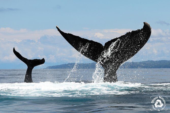 Dolphin and Whale Watching Tour in Drake Bay as seen on National Geographic - Authentic Perspectives from Travelers