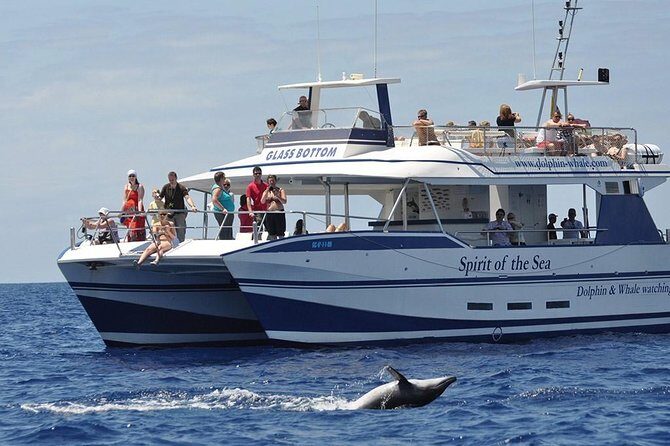 Dolphin and Whales watching cruise from Puerto Rico de Gran Canaria - Dolphin and Whales Watching Cruise from Puerto Rico de Gran Canaria