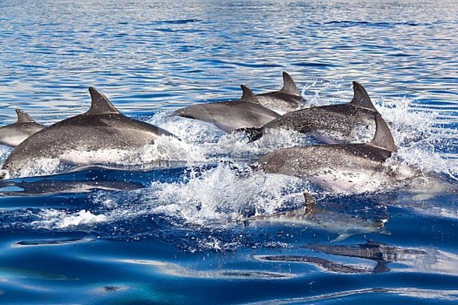 Dolphin and Whales watching cruise from Puerto Rico de Gran Canaria - A Detailed Look at the Dolphin and Whale Watching Cruise
