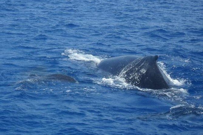Dolphin and Whales watching cruise from Puerto Rico de Gran Canaria - FAQ