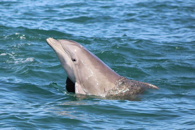 Dolphin and Wildlife Adventure of St. Augustine - Key Points