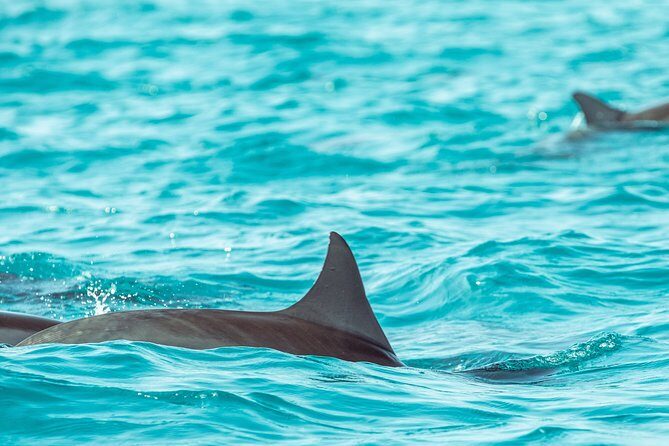Dolphin Cruise in Dhiffushi - What to Expect on the Dolphin Cruise in Dhiffushi
