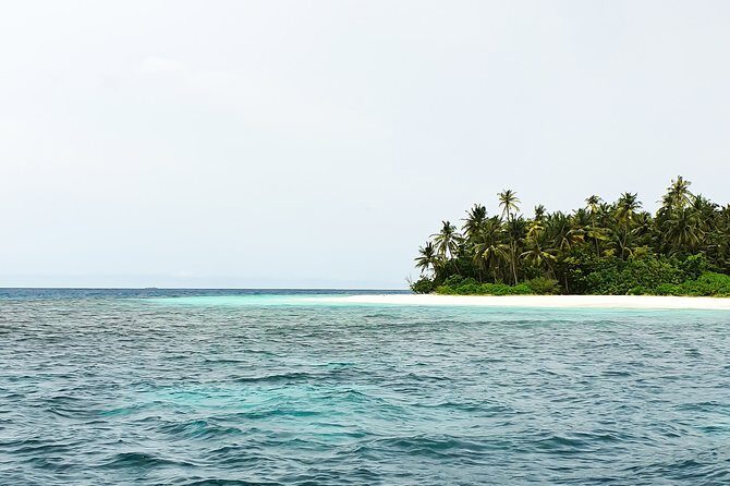 Dolphin Cruise in Dhiffushi - Who Should Book This Tour?