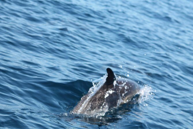 Dolphin Discovery - An In-Depth Look at the Dolphin Discovery Tour