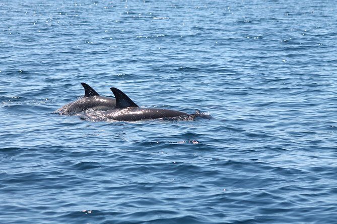 Dolphin Discovery - Who Is This Tour Best Suited For?