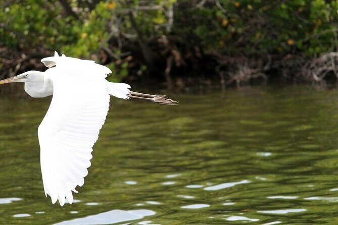 Dolphin Eco Cruise Nature Adventure in Cocoa Beach - Key Points