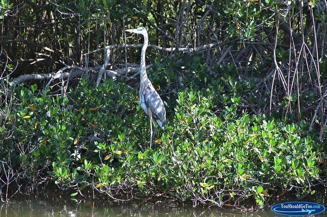 Dolphin Eco Cruise Nature Adventure in Cocoa Beach - FAQs About the Dolphin Eco Cruise in Cocoa Beach