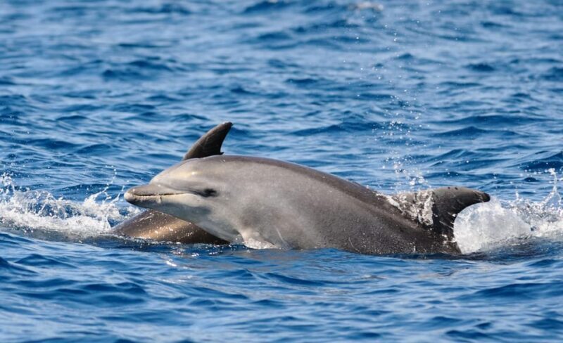 Dolphin Kayak Safari at Sunset at Golfo Aranci - Who Will Enjoy This Tour?