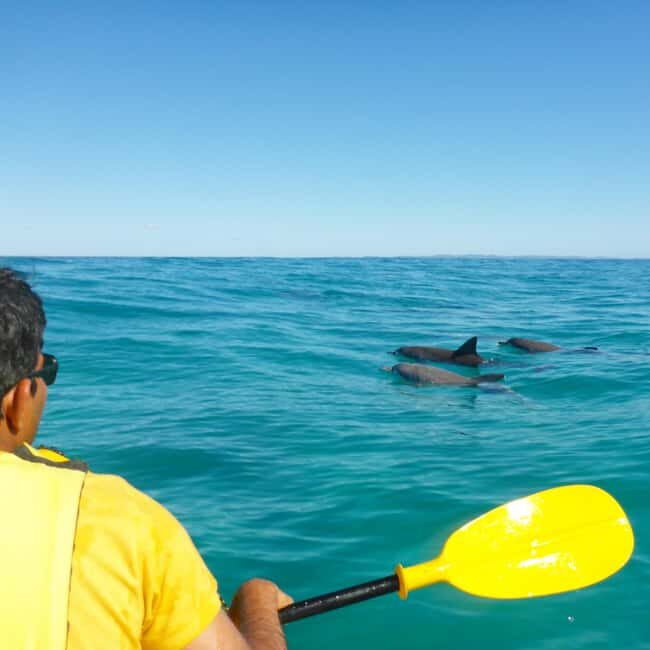 Dolphin Kayak Tour & Beach 4X4 National Park Tour (Private) - A Deep Dive into the Experience