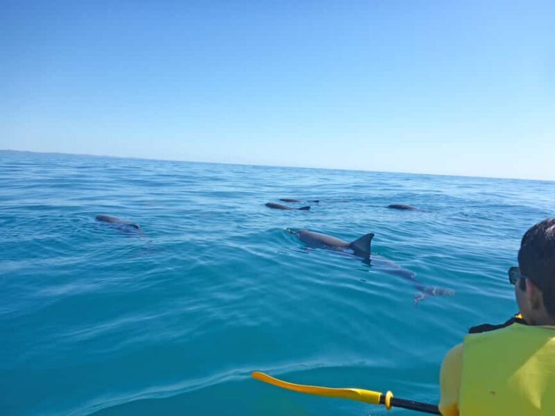 Dolphin Kayak Tour & Beach 4X4 National Park Tour (Private) - Detailed Breakdown of the Day