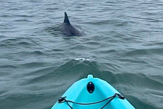Dolphin Kayak Tour in Virginia Beach Must know how to swim - Key Points