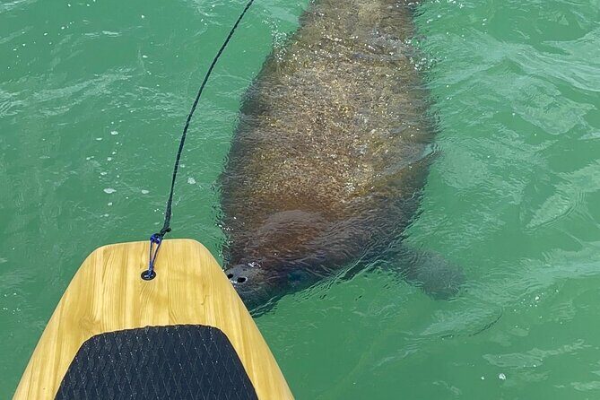 Dolphin, Manatee and Sea Turtle Adventure Tour of Bonita Springs - Final Thoughts: Is It Worth It?