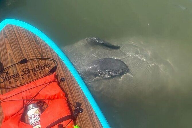 Dolphin, Manatee and SeaTurtle SUP Adventure Tour of St Augustine - An Honest Look at the Dolphin, Manatee, and Sea Turtle SUP Adventure