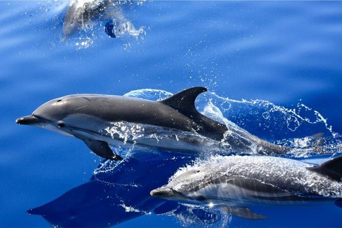 Dolphin Mini Cruise at Playa del Carmen - In-Depth Review of the Lanzarote Dolphin Mini Cruise
