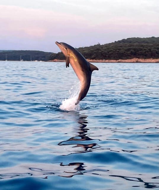 Dolphin private sunset tour Rovinj - Key Points