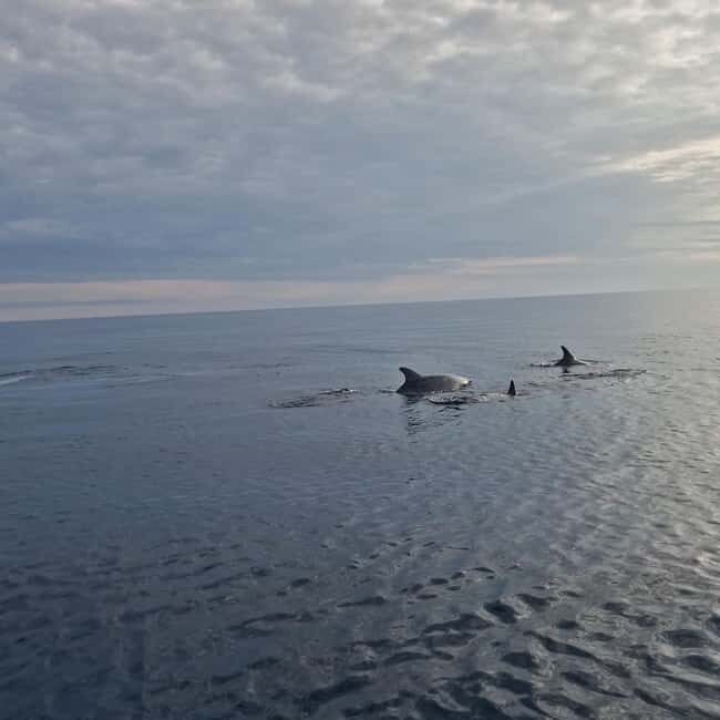 Dolphin private sunset tour Rovinj - The Itinerary: What to Expect from Start to Finish