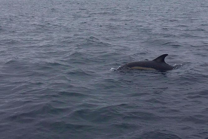 Dolphin Route - Practical Tips for Travelers
