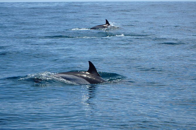 Dolphin Route - Who Should Consider This Tour?
