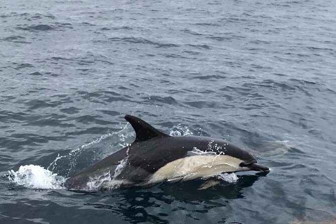 Dolphin Route - The Sum Up: Is the Dolphin Route Worth It?